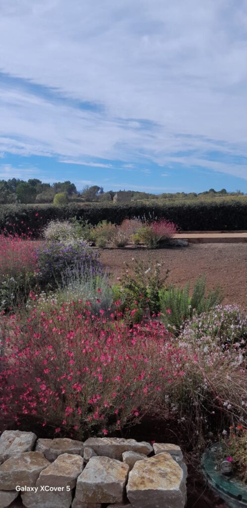 Jardin méditerranéen avec gauras roses, lavandes et muret en pierres sèches sous un ciel bleu nuageux.